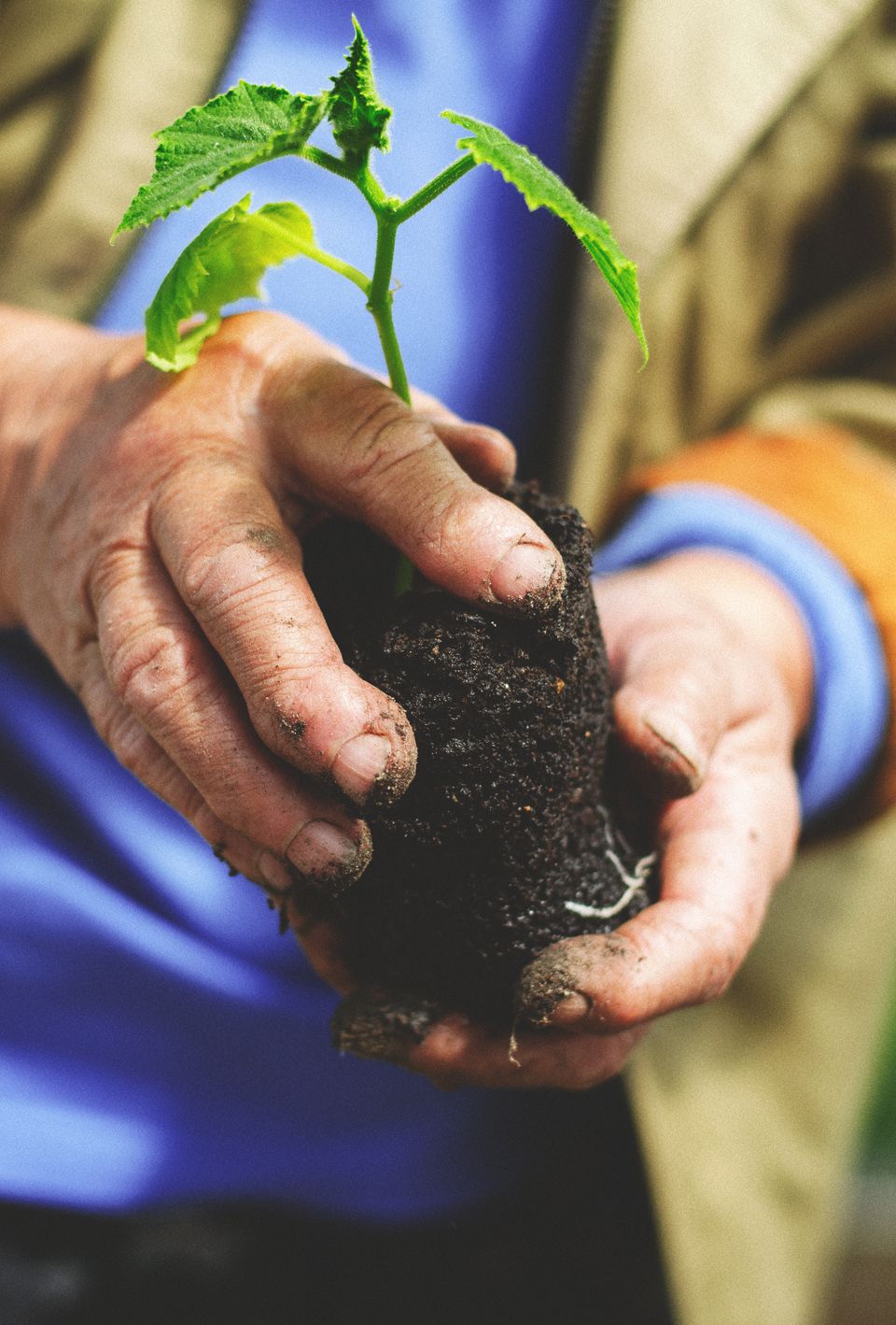 Manos sosteniendo una planta joven. Fotografía ilustrativa.