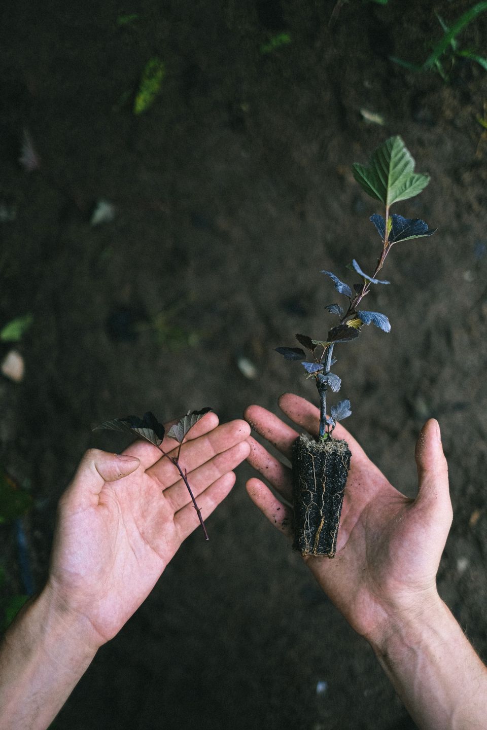 Manos sosteniendo una pequeña planta. Fotografía ilustrativa.